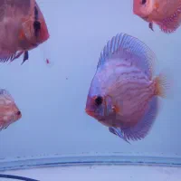 ماهی دیسکس  گرید خوب|ماهی|مشهد, بلال|دیوار