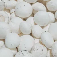 قارچ درجه یک