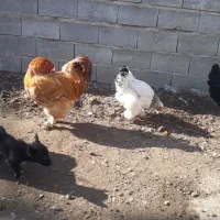 مرغ وخروس برهما|حیوانات مزرعه|گمیشان, |دیوار