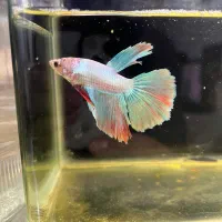 ماهی فایتر هافمون