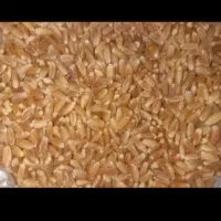 خرید گندم جو سیاه دانه گاودانه تخم کتان نخود سیاه