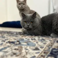 نگهداری از فرشته های شما