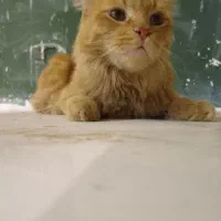 گربه