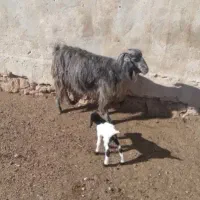 فروش بز سه قلو زا