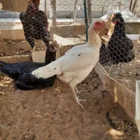 سه عدد جوجه لاری|حیوانات مزرعه|شیراز, عادل آباد|دیوار