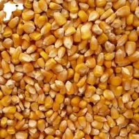 ذرت و انواع نهاده