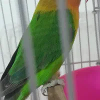 کوتوله برزیلی فیشر