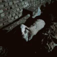 سلام ی راس میش ابستن|حیوانات مزرعه|زرین دشت (همدان), |دیوار