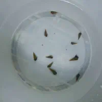 تعدادی‌ماهی‌وحلزون