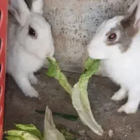 دوتا خرگوش سفید ناز نر و ماده بالغ بچه زا