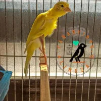 قناری ماده جیبر یکسر