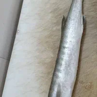 میگو پاک شده دریایی رسید|خوردنی و آشامیدنی|فسا, |دیوار