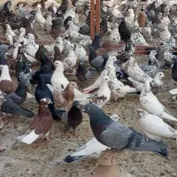 کفتر پرنده (قم)