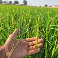 برنج عنبربو شلتوک شالیکوبی مستقیم