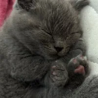 گربه اسکاتیش فولد|گربه|صومعه‌سرا, |دیوار