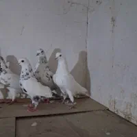 کبوتر پرشی|حیوانات|سنگر, |دیوار