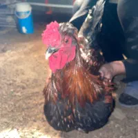 خروس