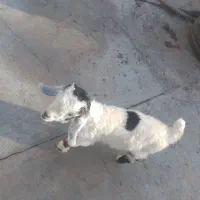 بیگ بازیگوش|حیوانات مزرعه|مسجد سلیمان, |دیوار