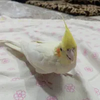 عروس هلندی نر و ماده