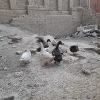 اردک و غاز و خروس|حیوانات مزرعه|نجف‌آباد, کهریزسنگ|دیوار