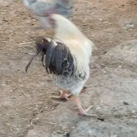 خروس|حیوانات مزرعه|بیرانوند, |دیوار