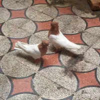 جفت کله زرد آنتیک  با کیفیت بالا