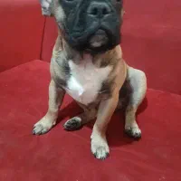 توله سگ فرنچ بولداگ فوری|سگ|تهران, خواجه نظام الملک|دیوار