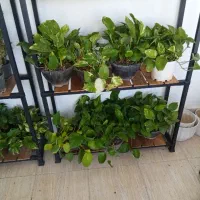 پتوس کاسه ای بزرگ و پر