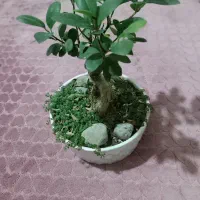 گل زیبا|گل و گیاه طبیعی|همدان, |دیوار