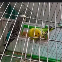 مرغ عشق