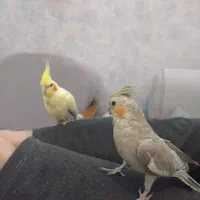 عروس هلندی نر و ماده