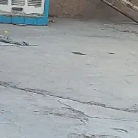 فروش دار قالی بافی