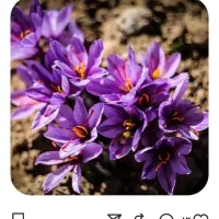 زعفران|خوردنی و آشامیدنی|تهران, حر|دیوار