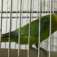 طوطی جفت سر آلویی