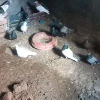 فروش کبوتر|پرنده|ملکان, |دیوار