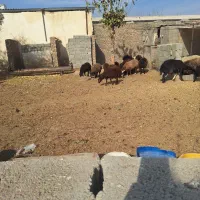 میش وبره|حیوانات مزرعه|کوهسار (البرز), |دیوار