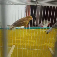 سلام 3تاجوجه قناری4ماه|پرنده|قوچان, |دیوار