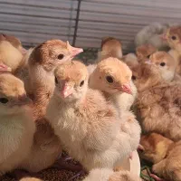 فروش جوجه بوقلمون برنز و بوربون|حیوانات مزرعه|بابل, |دیوار