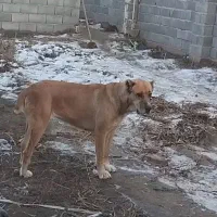 سگ خراسانی|سگ|جغتای, |دیوار