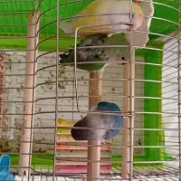 پرنده کوتوله