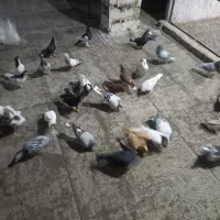 فروش کبوتر|پرنده|وحیدیه, |دیوار