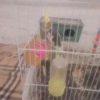 عروس هلندی|پرنده|تربت جام, شاهد|دیوار