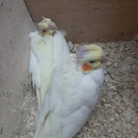 جوجه عروس دانه خور(۱ماهه)