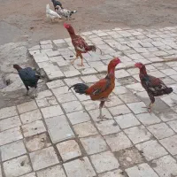 مرغ  لاری مرغ گلین