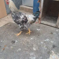 مرغ و خروس|حیوانات مزرعه|صوفیان, |دیوار