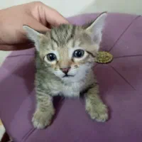 گربه|گربه|محلات, |دیوار