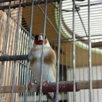 جوجه سهره نر  10 ماهه