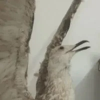 مجسمه پرنده برای تزئین