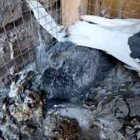 یک جفت کبوتر با جوجه|پرنده|خوانسار, |دیوار