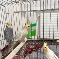 ۳ تا عروس هلندی سالم